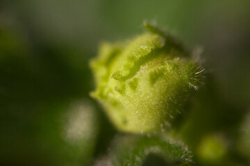 Detail of supermacro tiny 5 mm bud room violets. Abstract background. The flower of violet is after flowering bud white with a green wavy edge.