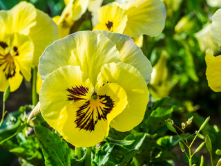 pansies 10