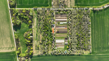 Bio farm farming agricultural farm garden farmer fruit tree dron aerial video shot leaf curly...