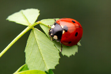 Beautiful ladybug on leaf defocused background