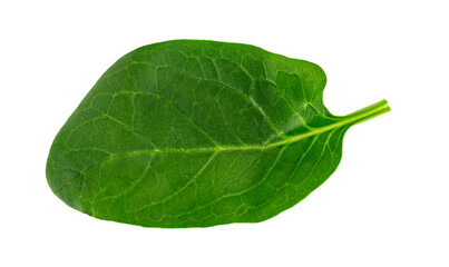 Fototapeta na wymiar fresh green spinach leaf, basil on white background.