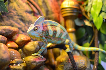 chameleon Pets lizard 
yemeni chameleon animals