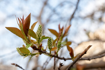 Bird cherry branch with opened buds, young greens in the spring day, Prunus padus, selective focus.