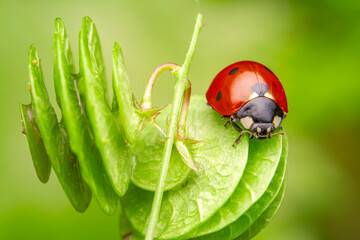 Beautiful ladybug on leaf defocused background