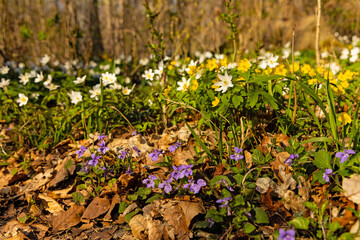 Obraz premium colorful wildflowers in a forest in spring