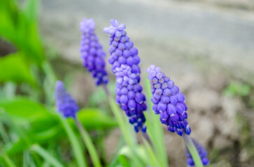 Muscari armeniacum or grape hyacinth