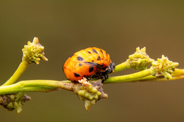Beautiful ladybug on leaf defocused background