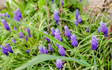 Muscari armeniacum or grape hyacinth