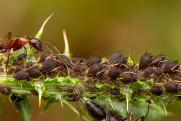 A herd of plant louse (aphid) on a green leaf