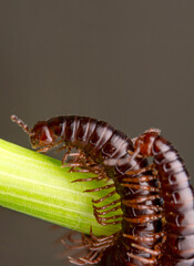 Closeup beautiful red centipede on the ground.     