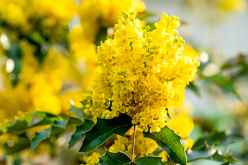 Yellow flowers of mahonia in the spring, Close-up of yellow inflorescences and leathery pointed dark leaves of magonia