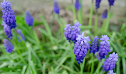 Muscari armeniacum or grape hyacinth