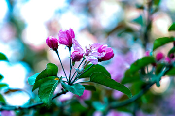 Pink apple blossom tree , Spring flowers of heavenly apples