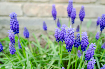 Muscari armeniacum or grape hyacinth