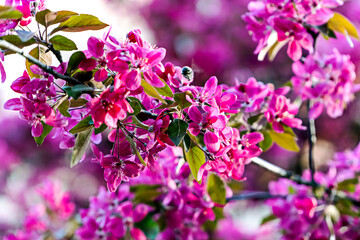 Pink apple blossom tree , Spring flowers of heavenly apples