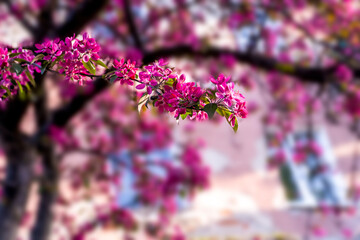 Pink apple blossom tree , Spring flowers of heavenly apples