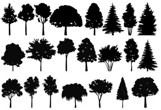 trees set black silhouette, on white background, isolated, vector