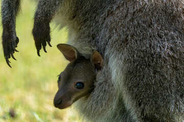 Close-up of a baby kangaroo hidden in a kangaroo's bag - obrazy, fototapety, plakaty
