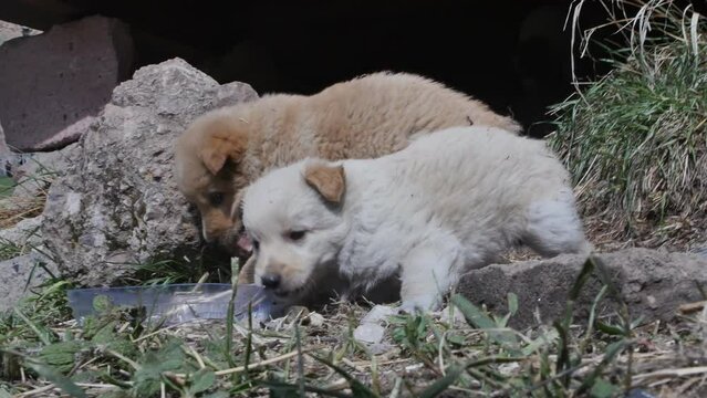 two homeless fluffy hungry puppies are trying to eat a bone brought by people. One puppy took all the food without leaving the other puppy. Abandoned dogs.