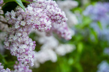 blooming lilac brunch