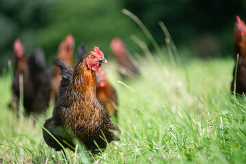 Hen in a lush green field