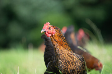 Hen in a lush green field