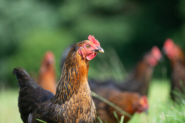 Hen in a lush green field