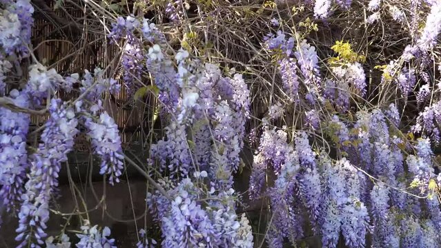 Kamerafahrt entlang den blauen Blütenständen des japanischen Blauregens (Wisteria floribunda, Fabaceae)