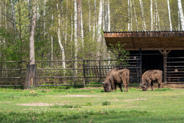 two polish bisons grazing on a meadow at the zoo