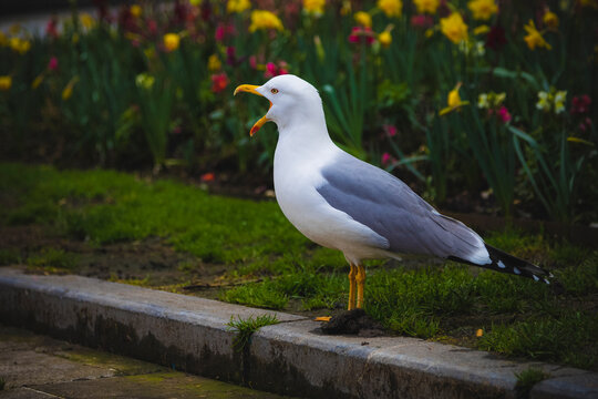 Gaviota parlante con la boca abierta delante de un jard&iacute;n