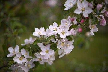 Apfelbaum Blüte, Frühling, Apfelbaum blüht