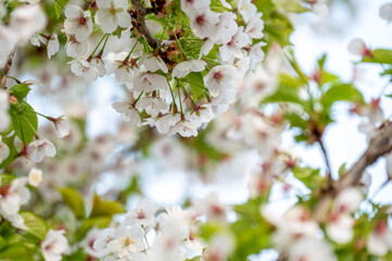 White cherry blossom in a sunny spring day