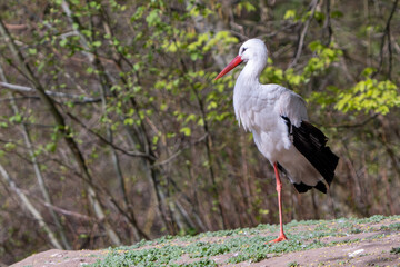 polish stork stands on one leg