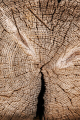 Fototapeta premium Wood background.Cross section of a tree trunk.