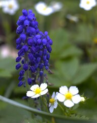 Frühlingsblumen, Erdbeere, Blumen, blühen, Naturpark 