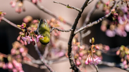 Warbling white-eye and sakura