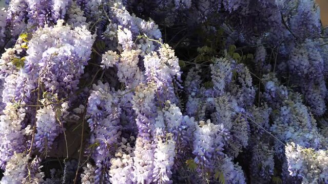 Kamerafahrt entlang den blauen Blütenständen des japanischen Blauregens (Wisteria floribunda, Fabaceae)
