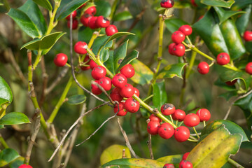 holly bush