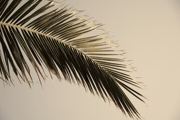 Palm leaf in sepia color tone on the copy space background