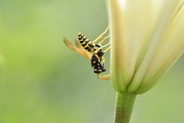 an insect on sweet nectar on a delicate white lily flower
