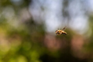 A portrait of a common drone fly or eristalis tenax hovering mid air in front of a green bush. The cosmopolitan hover fly insect looks like a bee and in some countries is refered to as the blind bee.