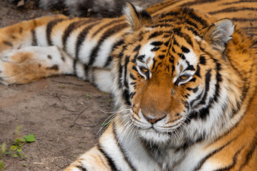 close-up on a tiger resting at the zoo
