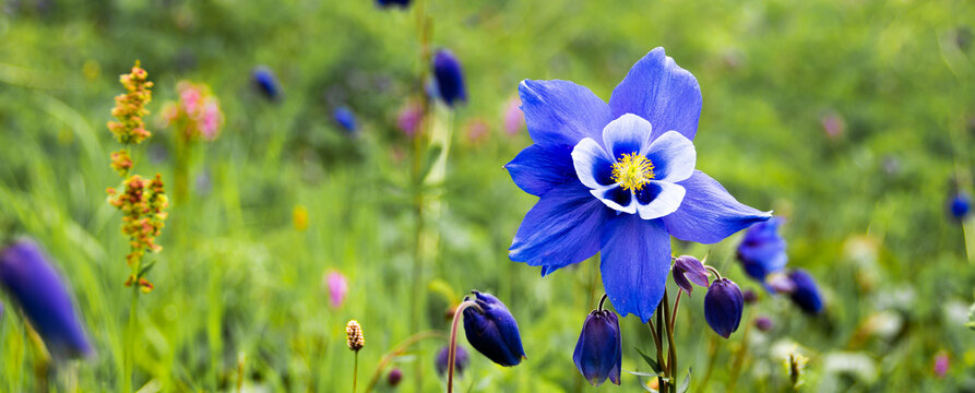 Blue aquilegia flower on a green meadow. Design idea for kitchen glass back wall.