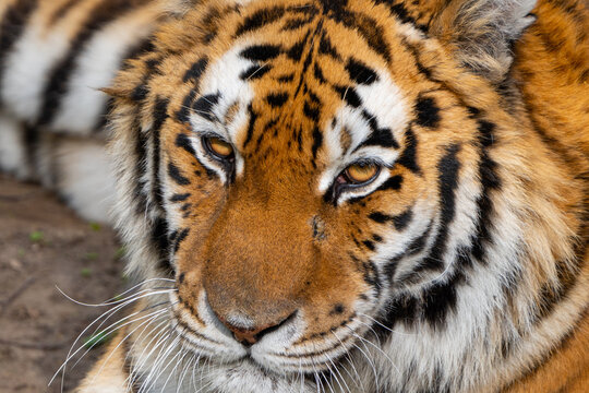 close-up on a tiger resting at the zoo
