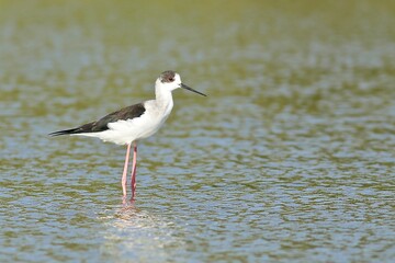 Black-winged Stilt​ (Himantopus himantopus) standing and resting in shallow water under winter sunshine, Hong Kong