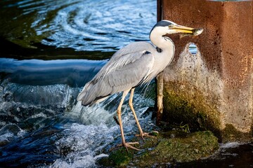 Fischreicher mit gefangener Fisch