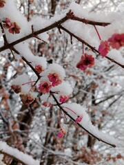 red flowers in snow