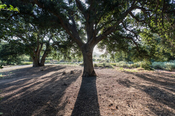 Large backlit oak trees at Chatsworth Park South in the San Fernando Valley area of Los Angeles, California.