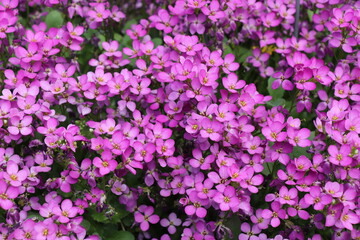 small purple flowers in the garden, pink background
