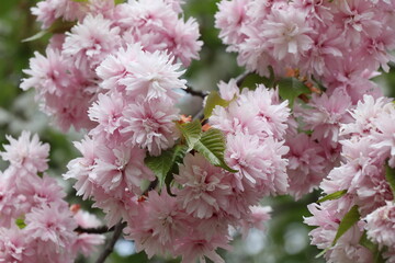 pink and white flowers, close up of flowers